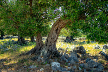 Obraz premium olive tree