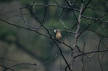 Singing bird in the rain