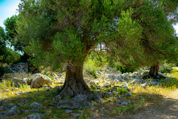 olive tree