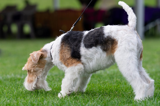 portrait of a small white dog in the garden, foxterier