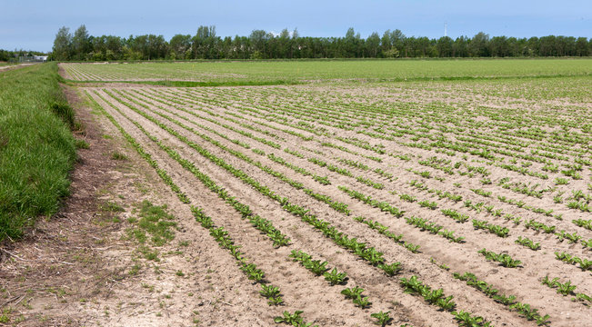 Fields Groningen Netherlands potatoes growing. Germanating potatoe plants. Farming. Agriculture. 