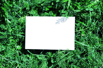 Blank white paper on a green leaves. Top view