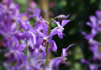 Fototapeta na wymiar Beautiful organic purple orchid flowers blooming in blurred background in the nature garden .Orchids close up selected focus