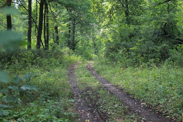лесной путь