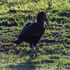 Naklejka premium ugly Bird