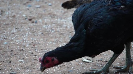 Many chickens were feeding at noon footage slow motion