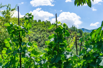 Fototapeta na wymiar Close up on green leaves in a vineyard, blue sky, panoramic background. Tuscany, Lunigiana, Italy, Europe