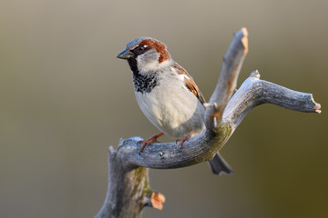 House sparrow sit on tree branch