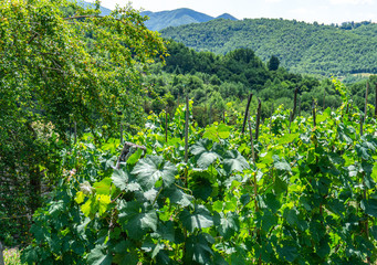 Fototapeta na wymiar Close up on green leaves in a vineyard, mountains, panoramic background. Tuscany, Lunigiana, Italy, Europe
