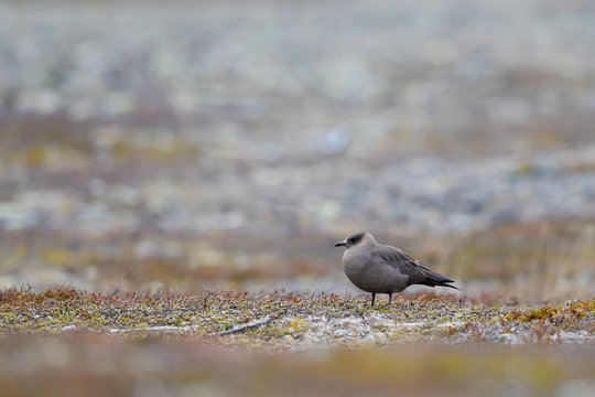 Arctic skua on the tundra