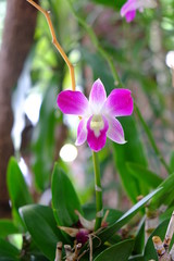 Fototapeta premium Orchidées rose