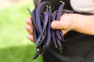 Purple bean pods (haricot) in the hands of a farmer in the garden, legumes harvest