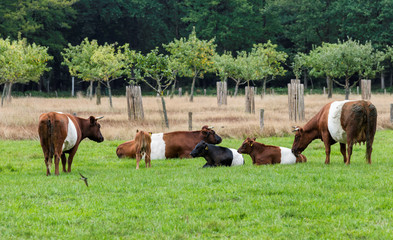 Naklejka na ściany i meble field with dutch belted cows in holland