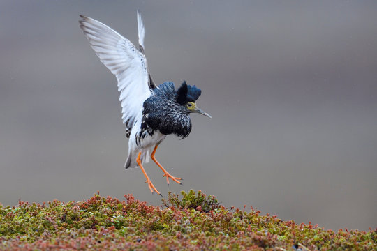 Ruff male bird displaying