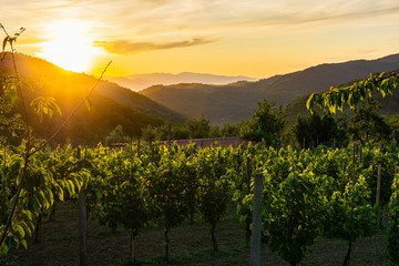 Beautiful vineyard and mountains, sunset, panoramic background. Tuscany, Lunigiana, Italy, Europe