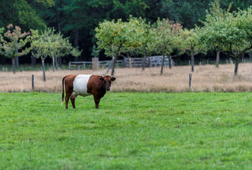 field with one dutch belted cow in holland