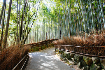 Arashiyama Bamboo Forest