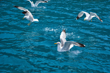 Seagulls (Larus michahellis) flies over the sea and hunting down fish