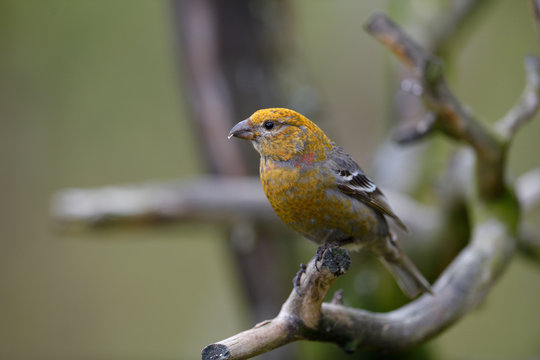 Pine grosbeak bird sit on tree branch