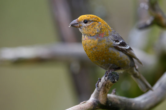 Pine grosbeak bird sit on tree branch