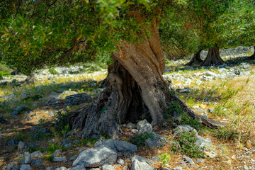 olive tree