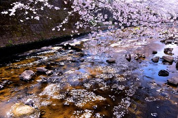 恩田川の桜