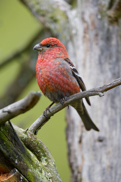 Pine grosbeak bird sit on tree branch