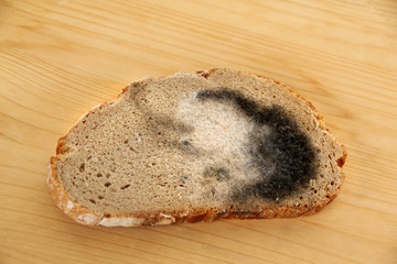 photograph of a piece of rye bread covered with gray and black mold, copy space, close-up