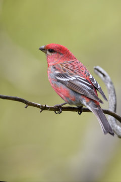 Pine grosbeak bird sit on tree branch