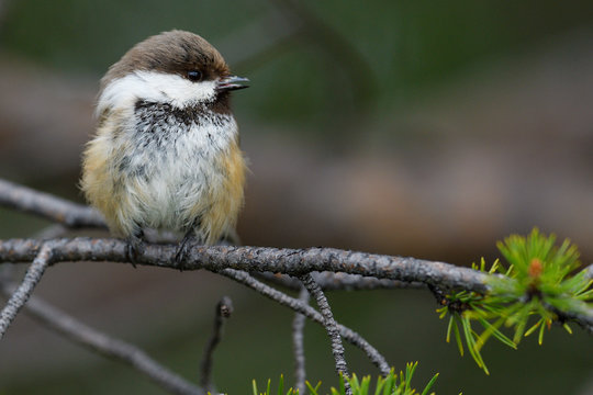 Siberian or Boreal tit or Grey-capped chickadee, Parus or Poecile cinctus,  boreal Taiga forests, Ovre Pasvik National Park, Norway