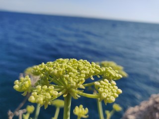 Sea flower with blured background