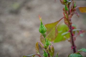 Unopened rose bud with water drops, freshness after rain, rose flower in spring time