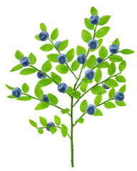 Blueberries on branch with leaves, isolated on white background, clipping path, full depth of field