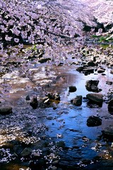 恩田川の桜