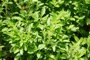 basil leaves, cooking leaves