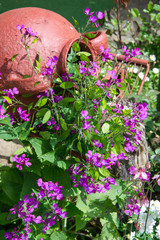 Cruse full with flowers, garden decoration, small purple flowers in the garden, pot with flowers