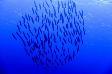 Fototapeta na wymiar 沖縄宮古島の海中のオオメカマスの大群のシルエット