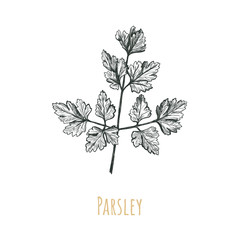 Parsley hand drawing illustration