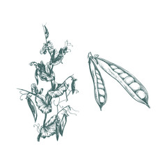 peas plant vector illustration. 