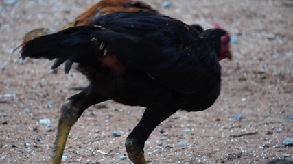 Many chickens were feeding at noon footage slow motion