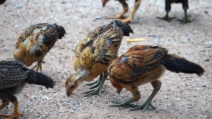 Many chickens were feeding at noon footage slow motion