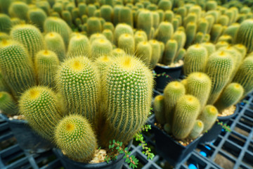 baby cantus in box for sale in farm