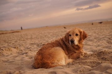 golden retriever on beach