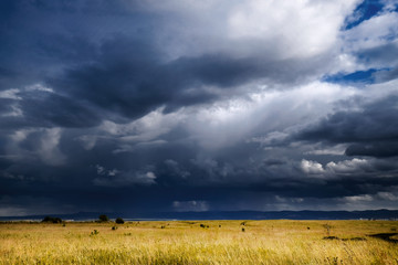 Fototapeta premium Stormy cloudy sky above the yellow field landscape