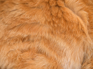 Red cat fur closeup. Shallow depth of field.
