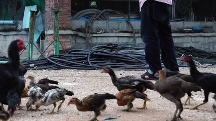 Many chickens were feeding at noon footage slow motion