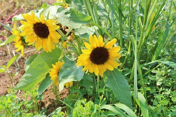 ひまわり　小さい　夏　公園　茨城