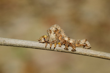 Image of brown caterpillars on the branches on a natural background. Insect. Animal.