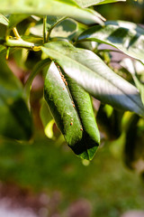 Zitronenbaum befallen mit Schildläuse bei Sonnenlicht