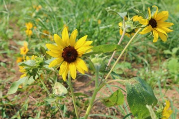 ひまわり　小さい　夏　公園　茨城